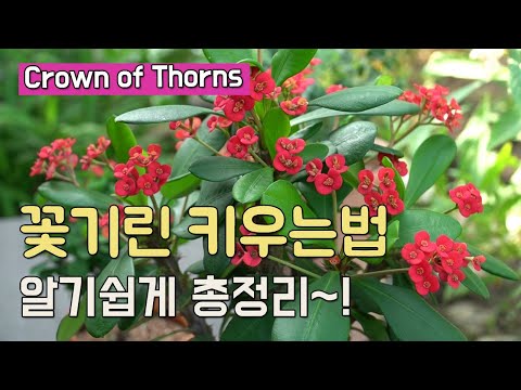 꽃기린 키우기 (물주기 요령, 삽목, 꽃이 안피는 이유, How to grow Crown of Thorns, ハナキリンの育て方)