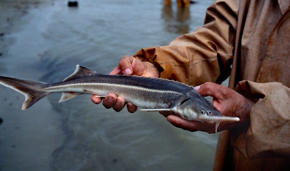 Extinction: Freshwater Fish In 'Catastrophic' Decline - Bbc News