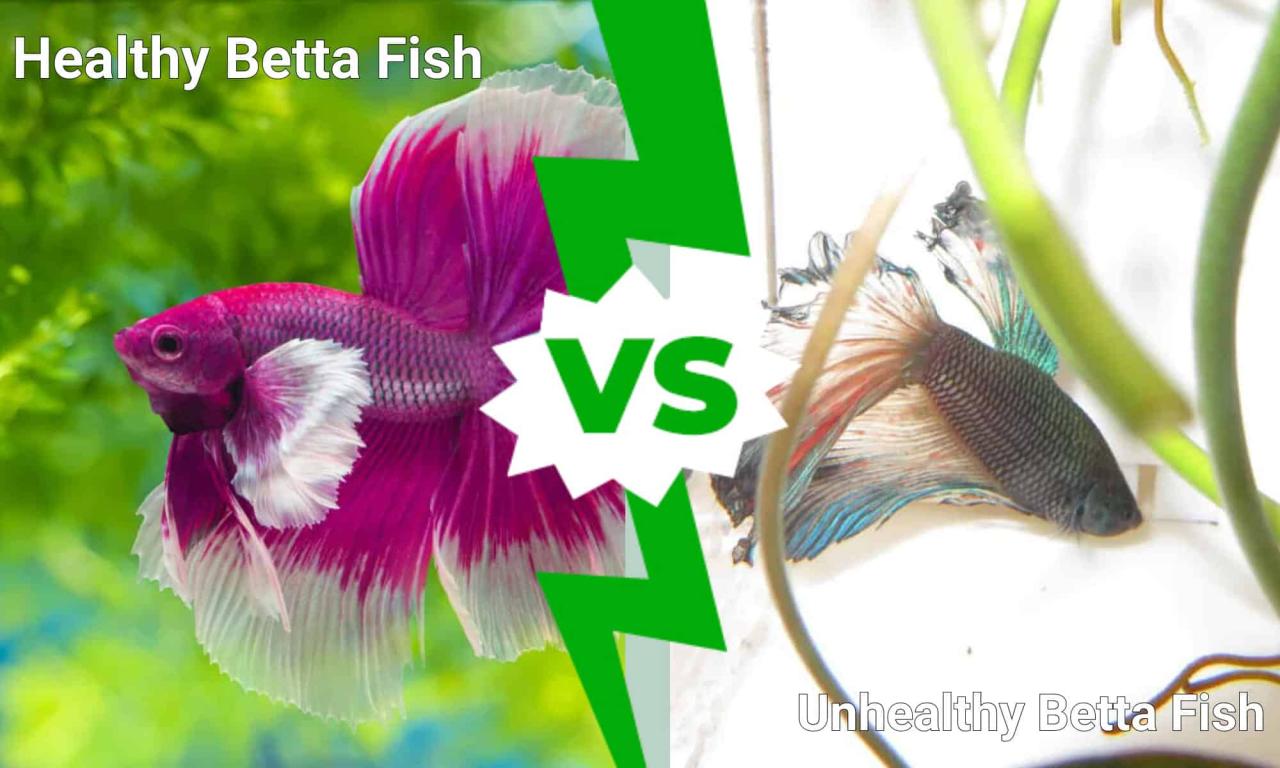 Healthy Betta Fish Vs. Unhealthy: 10 Warnings Signs - Az Animals