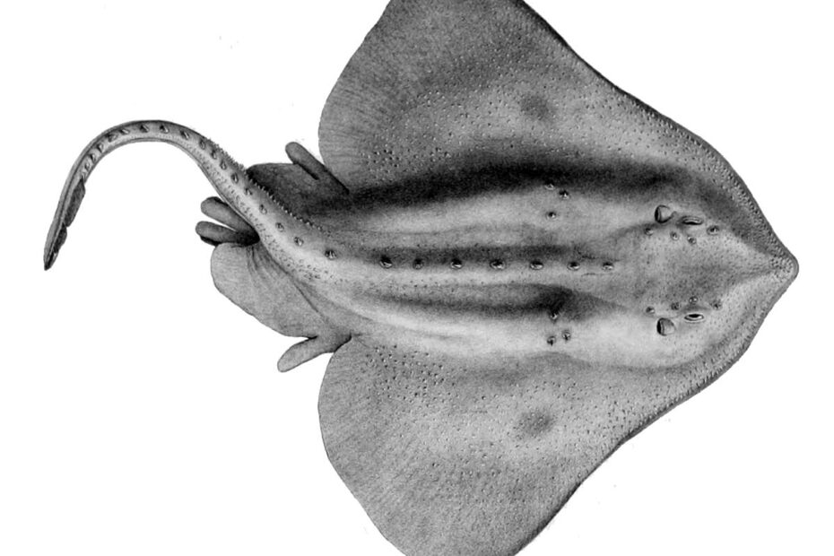 Skate (Fish) - Wikipedia