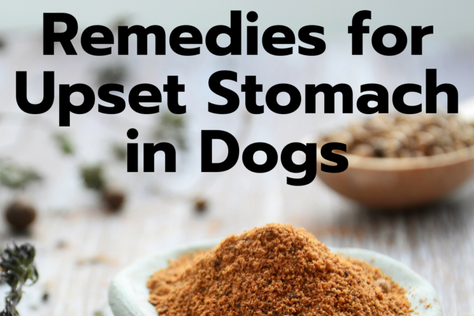 7 Easy Home Remedies For A Dog'S Upset Stomach - Pethelpful