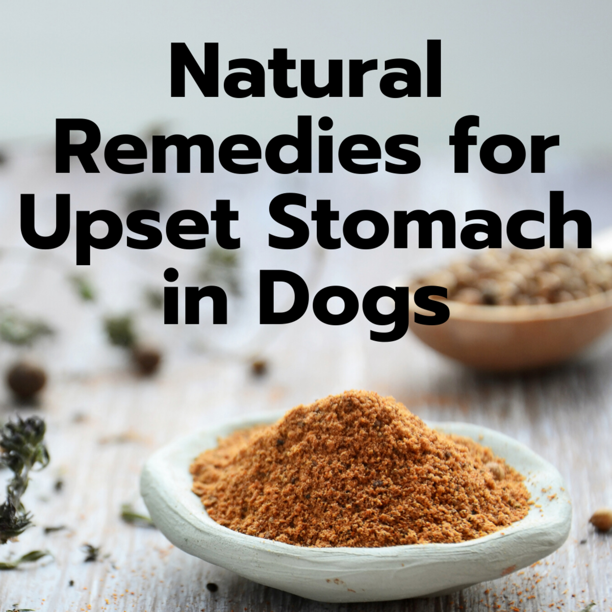 7 Easy Home Remedies For A Dog'S Upset Stomach - Pethelpful