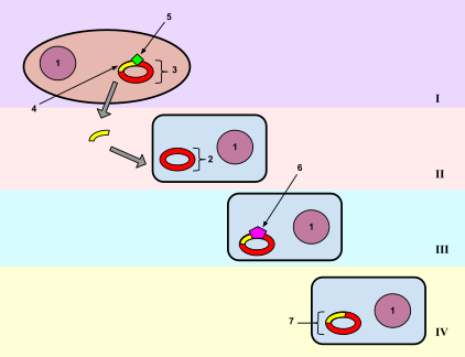 Transformation (Genetics) - Wikipedia