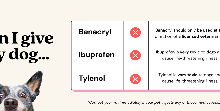 Can You Give Dogs Ibuprofen?