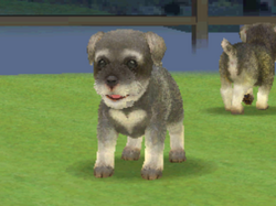 Miniature Schnauzer | Nintendogs Wiki | Fandom