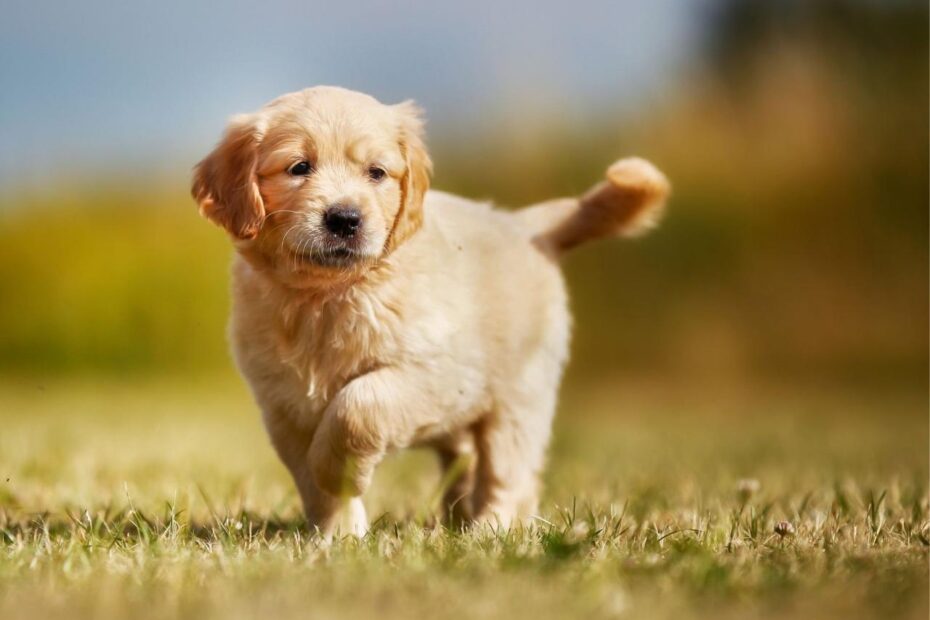 A Guide To Puppy Breeds: Golden Retrievers! — The Puppy Academy