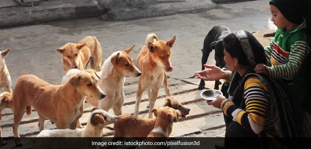 It'S Okay To Feed Stray Dogs In Colonies: Supreme Court Clears Way