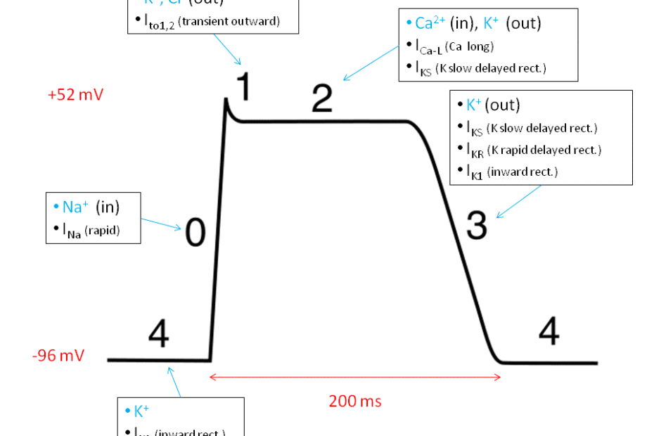 Cardiac Action Potential - Wikipedia