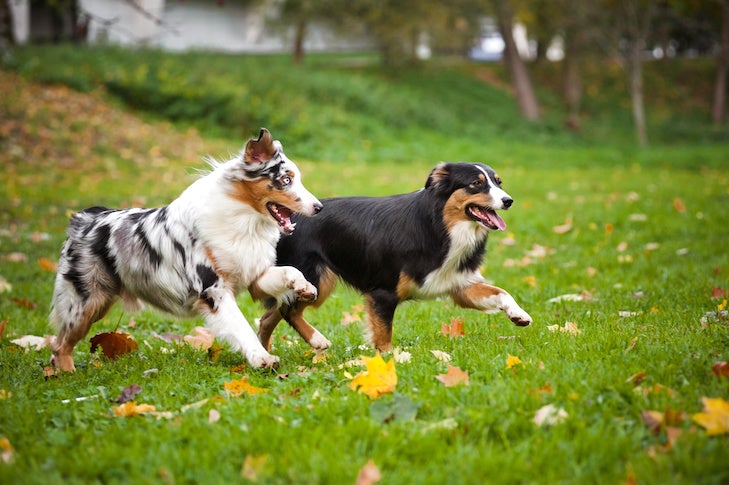 Australian Shepherd Facts: Things To Know About This Herding Breed