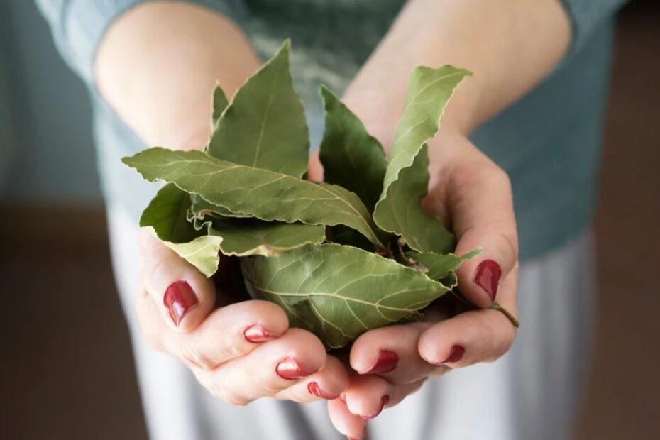 Bay Leaf Burning: Benefits, Risks, And How-To