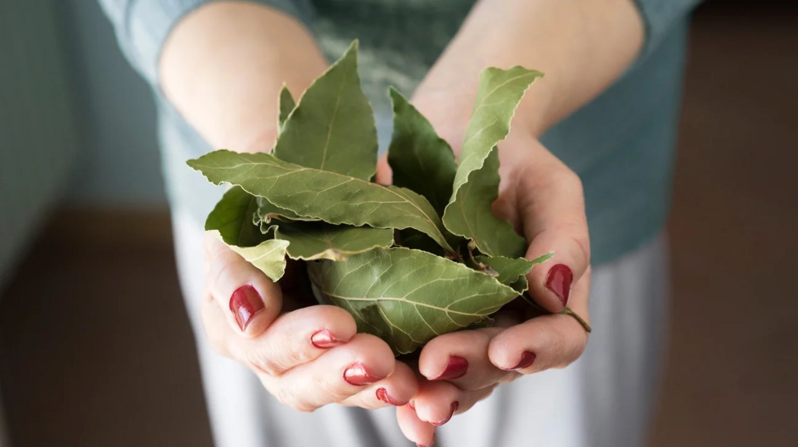 Bay Leaf Burning: Benefits, Risks, And How-To