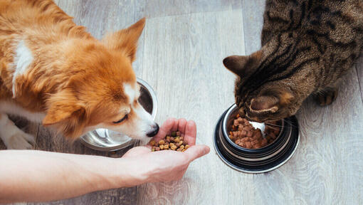 Can Cats Eat Dog Food? Read Before You Feed | Purina