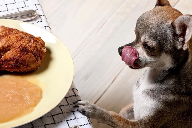 Can Dogs Eat Turkey?