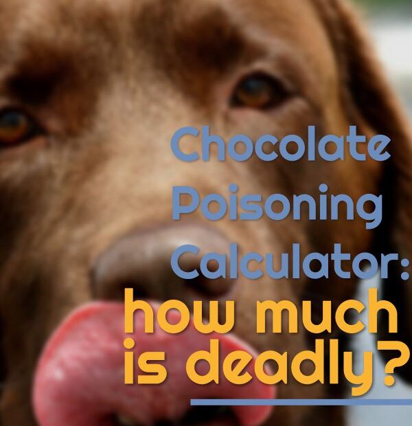 Chocolate Poisoning Calculator - How Much Will Kill Your Dog! — Our Pet'S  Health