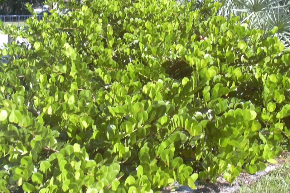 Coco Plum | Tropical, Edible, Ornamental | Britannica