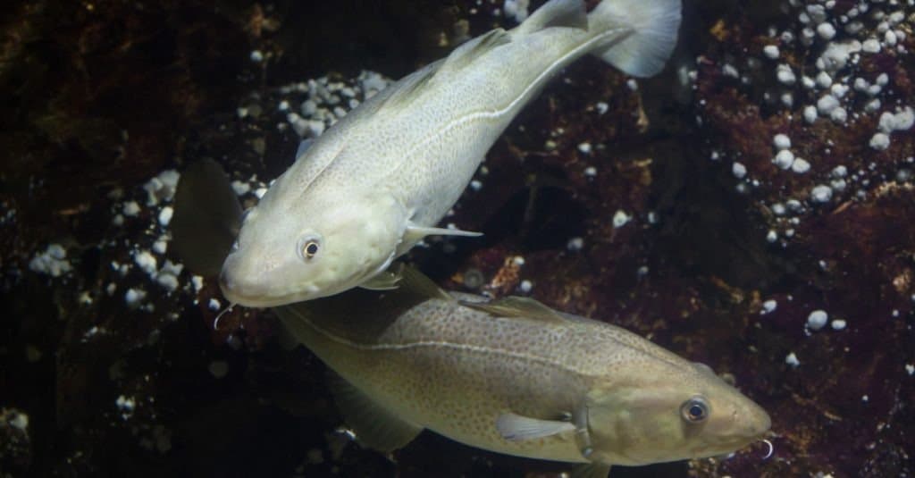 Cod Vs Flounder: What Are The Differences? - Az Animals