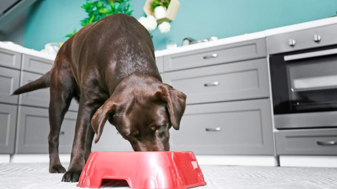 Is Coconut Oil Good Or Bad For Dogs? The Surprising Truth