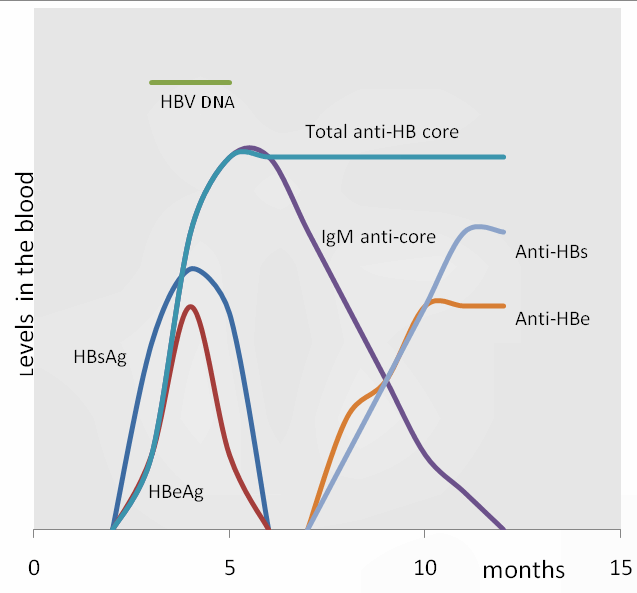 Difference Between Latent And Persistent Viral Infection | Compare The Difference  Between Similar Terms