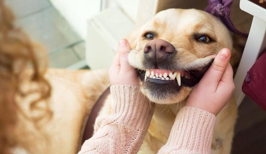 How Much Does Teeth Cleaning For Dogs Cost? – Forbes Advisor