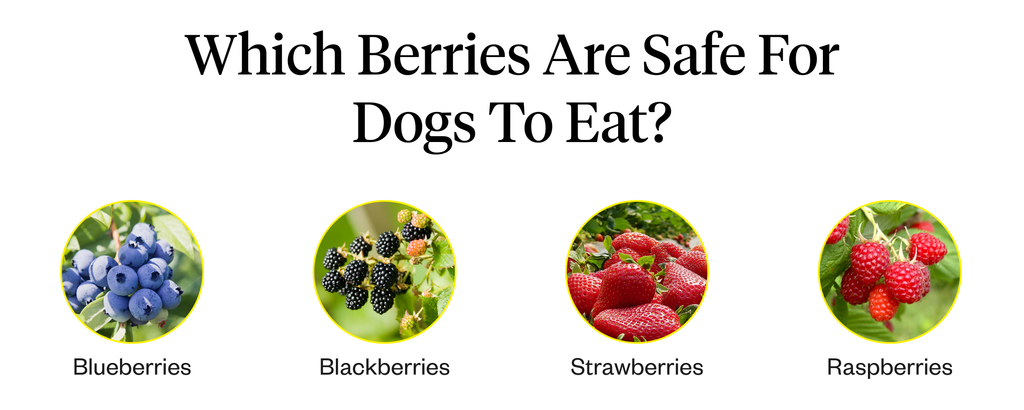 Can Dogs Eat Blueberries? | Dutch