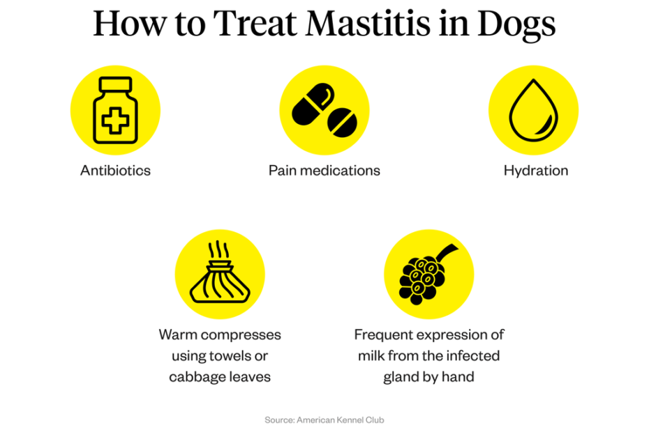 Mastitis In Dogs: Symptoms, Causes & Treatment | Dutch