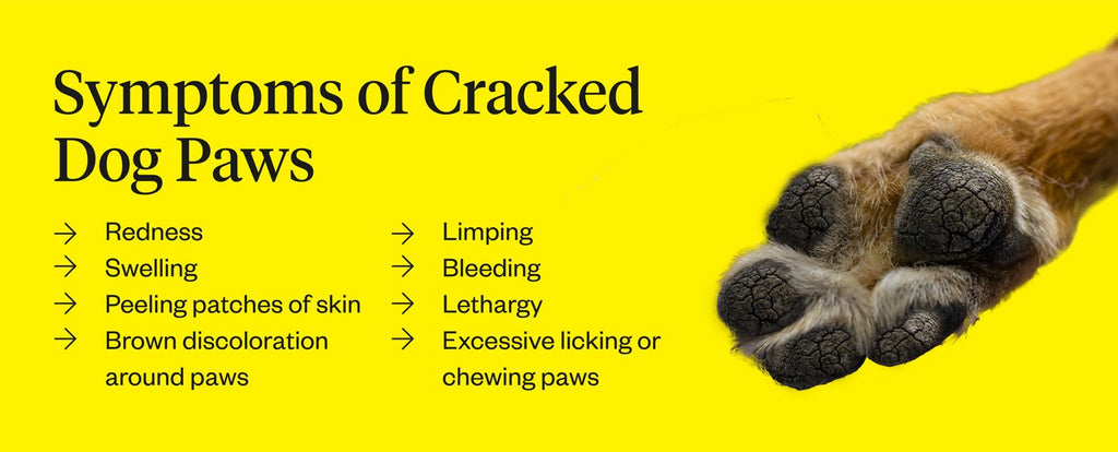 Cracked Dog Paws: Causes & Treatments | Dutch