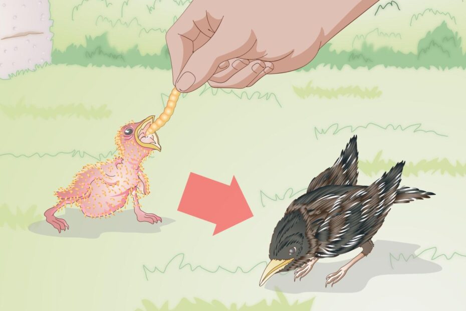 How To Feed Wild Baby Birds (With Pictures) - Wikihow