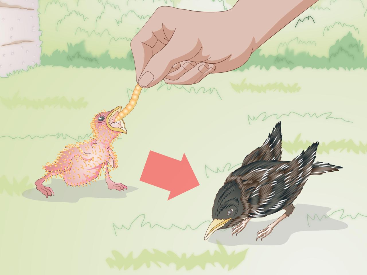 How To Feed Wild Baby Birds (With Pictures) - Wikihow