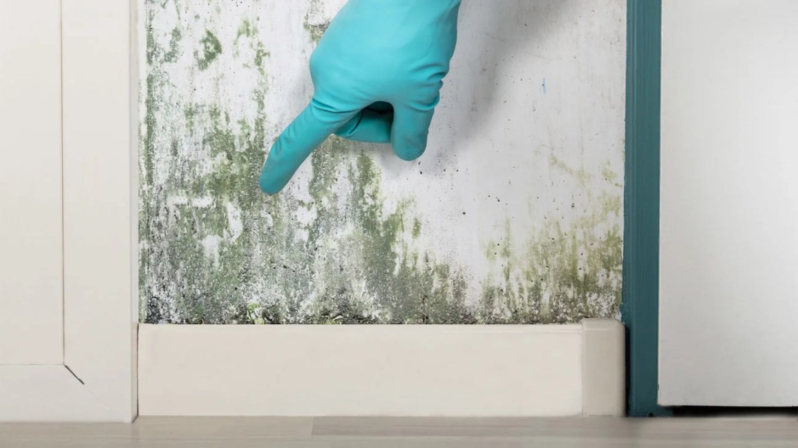 Symptoms Of Mold Exposure: In House And More