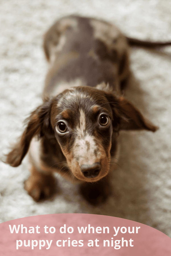 How Long Do Puppies Cry At Night? How To Stop A Puppy'S Crying