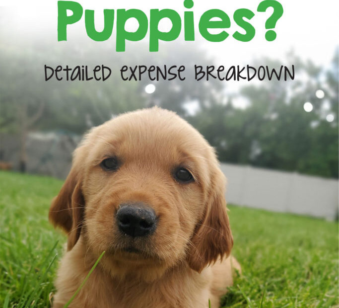 How Much Does It Cost To Breed Puppies?: Expense Breakdown - My Silly  Squirts