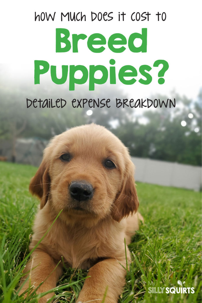 How Much Does It Cost To Breed Puppies?: Expense Breakdown - My Silly  Squirts