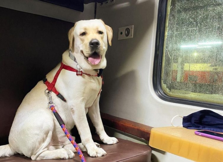 Best Tips For Travel With Dog On Train | Travelling With Pets