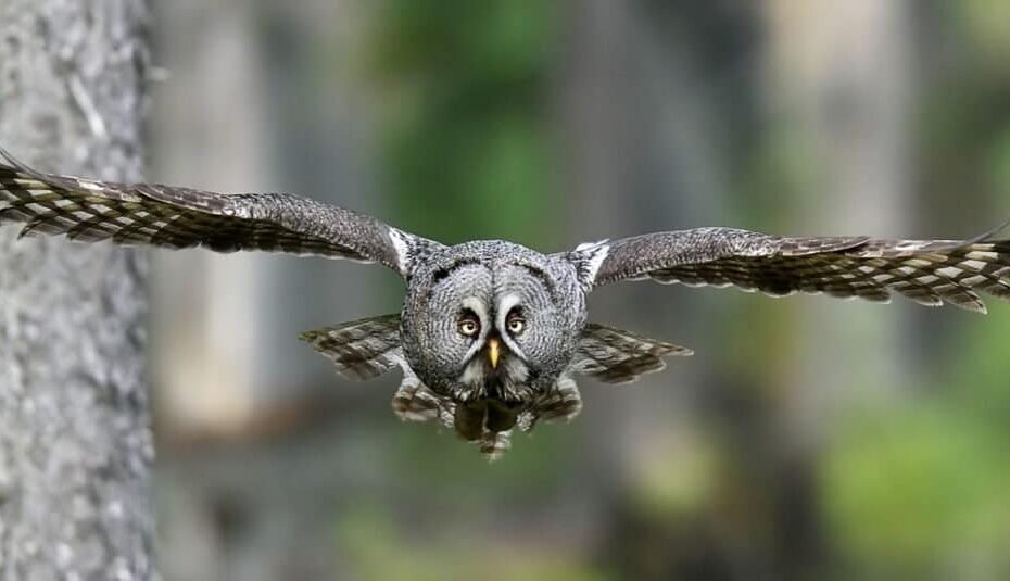 Are Owls Dangerous? - Az Animals