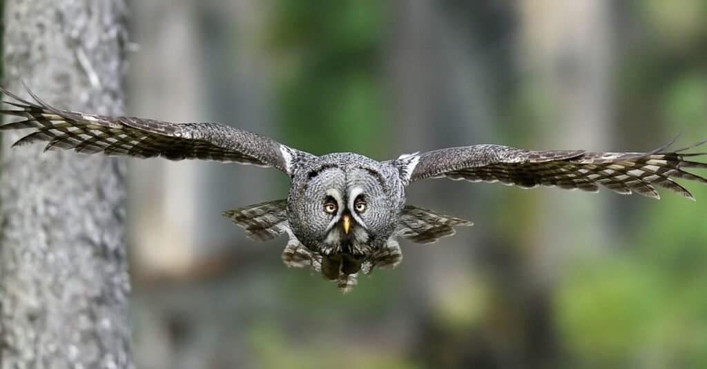 Are Owls Dangerous? - Az Animals