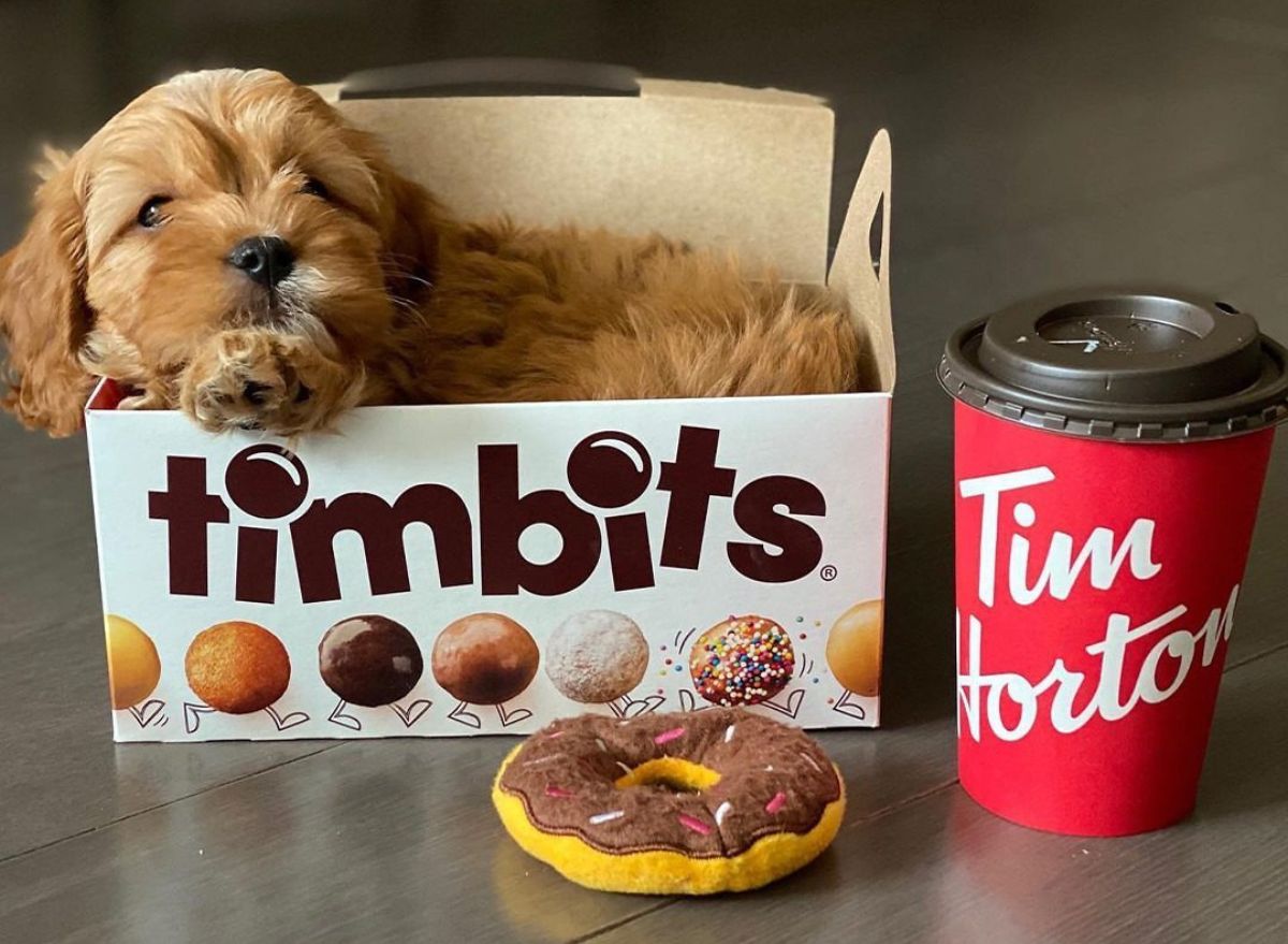 10 Fast-Food Items That Are Safe For Your Dog, Vets Say