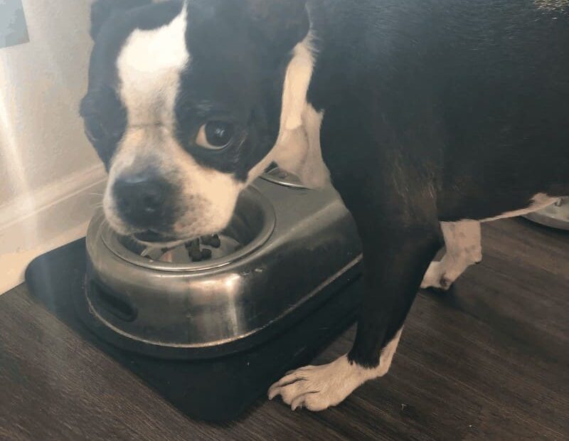 How Often & How Much To Feed A Boston - Owners Tell All - Boston Terrier  Society