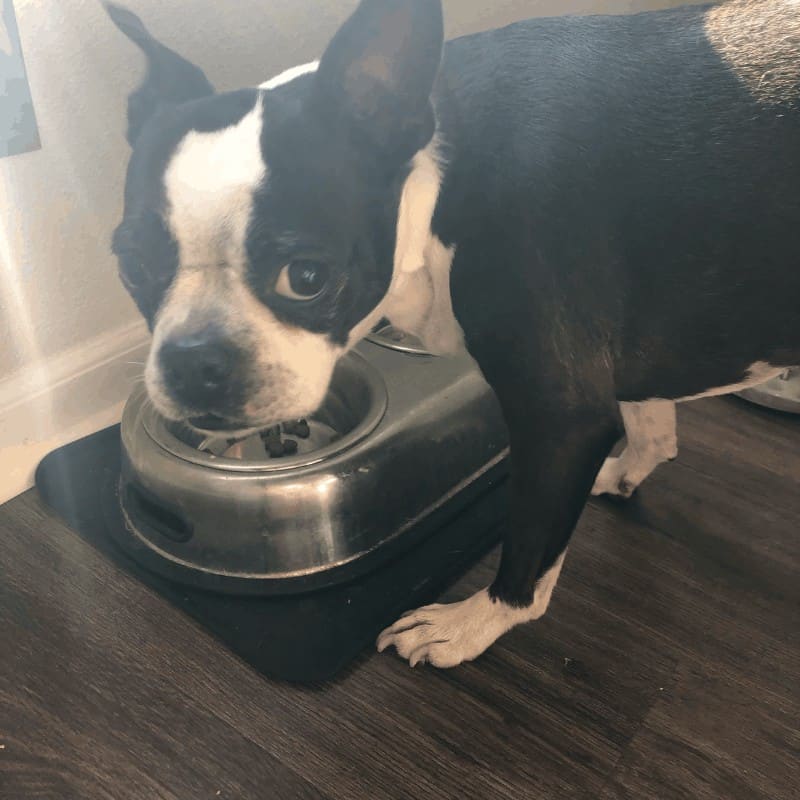 How Often & How Much To Feed A Boston - Owners Tell All - Boston Terrier  Society