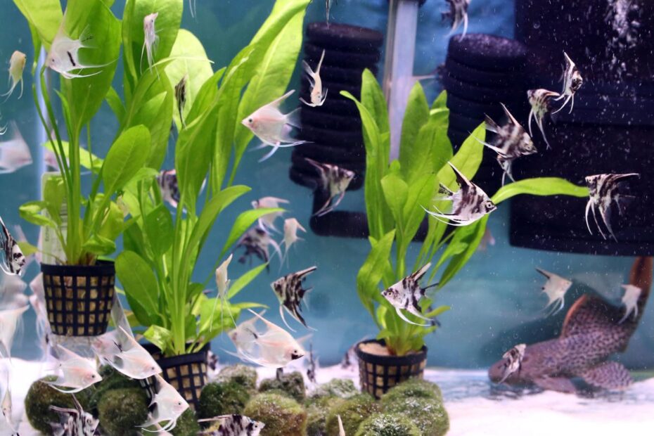 Using Live Plants In Your Home Aquarium