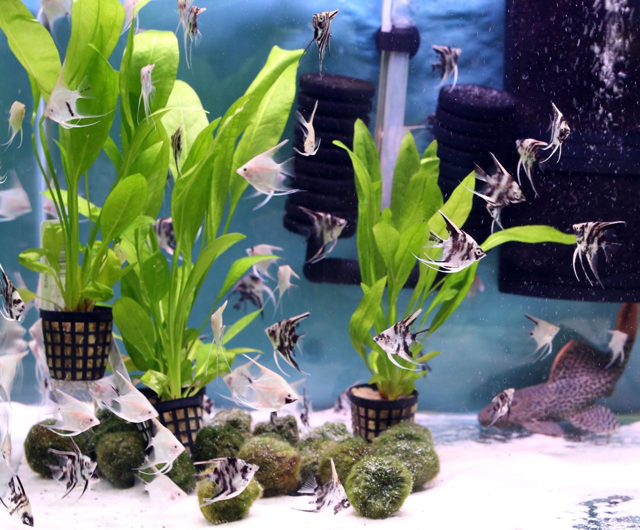 Using Live Plants In Your Home Aquarium