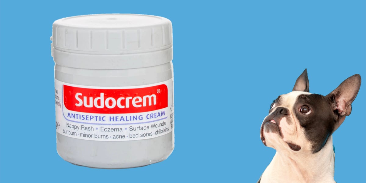 Waggel Blog - Antiseptic Cream For Dogs | Can I Use Antiseptic Cream?