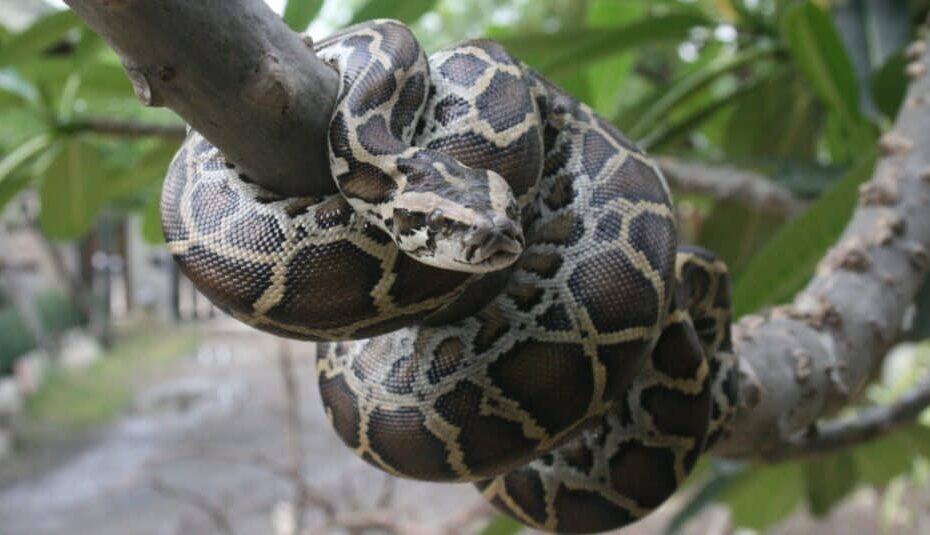 Why “Hybrid Pythons” Could Be Florida'S Most Deadly Invasive Snakes - Az  Animals