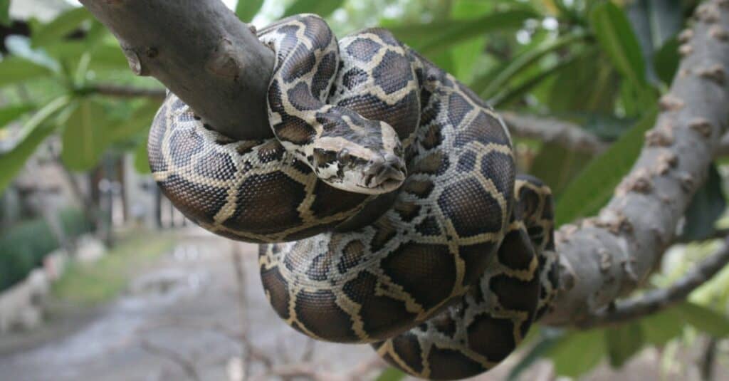 Why “Hybrid Pythons” Could Be Florida'S Most Deadly Invasive Snakes - Az  Animals