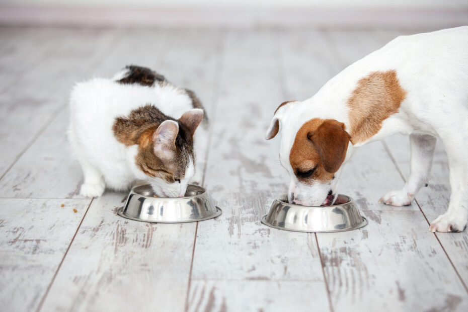 Can Dogs Eat Cat Food? | Is Cat Food Bad For Dogs? | Vets Now