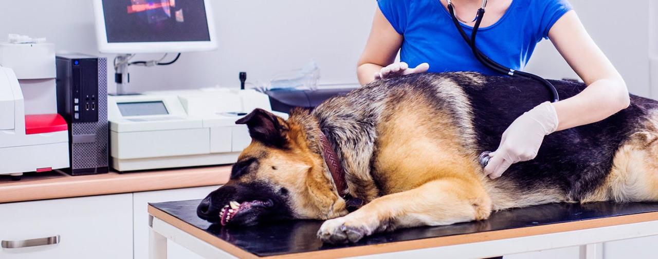 Can Dogs Get A Stomach Virus?