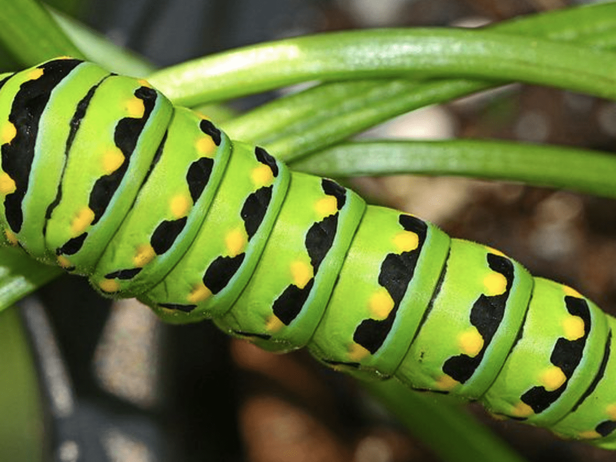 Caterpillar Identification Guide: Find Your Caterpillar With Photos And  Descriptions - Owlcation