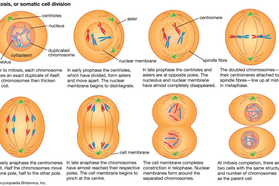 Cell - Mitosis, Cytokinesis, Prokaryotes | Britannica