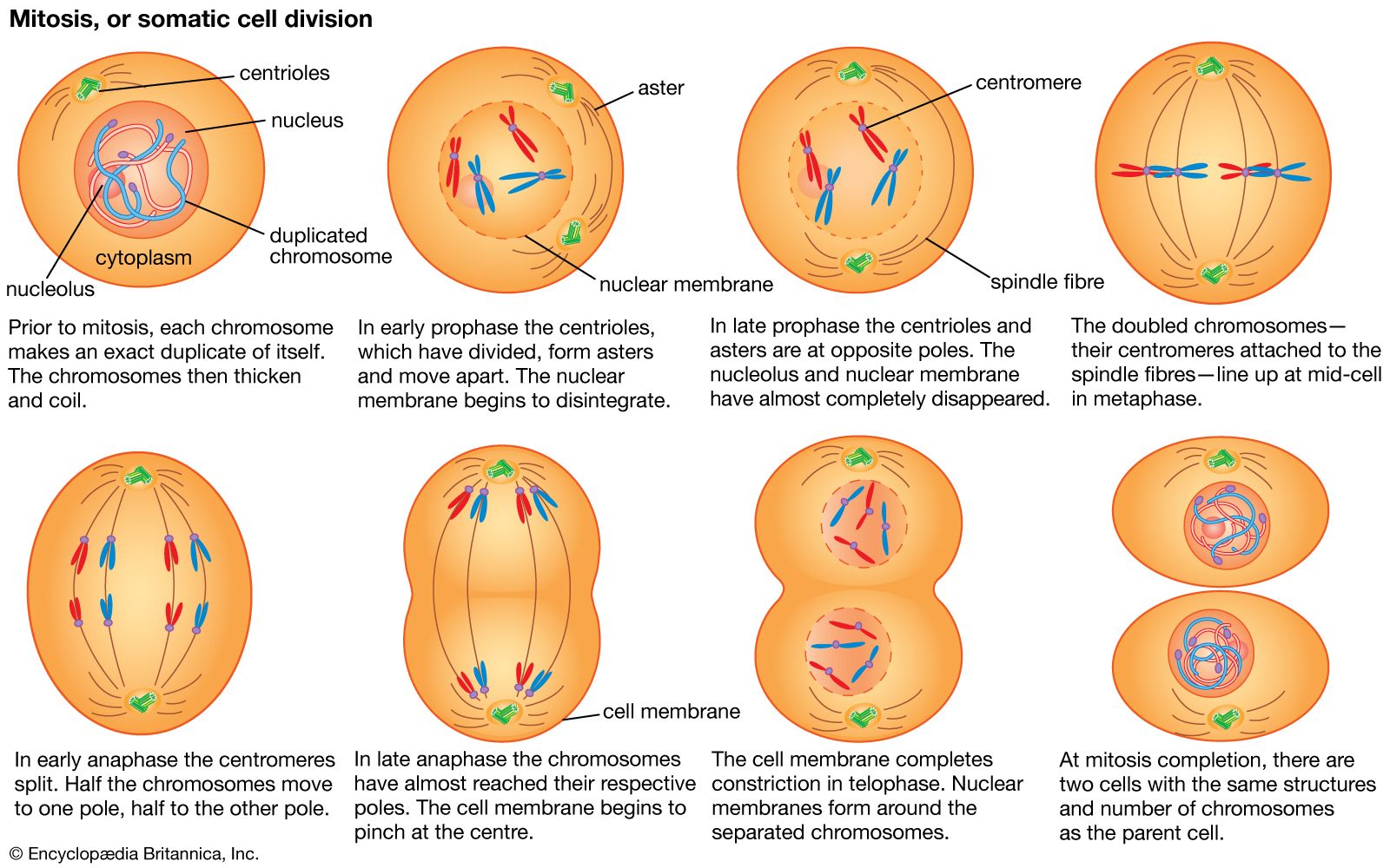 Cell - Mitosis, Cytokinesis, Prokaryotes | Britannica