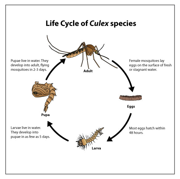 Benefits Of Mosquitoes: Why Are Mosquitoes Important? | Best Bee Broth