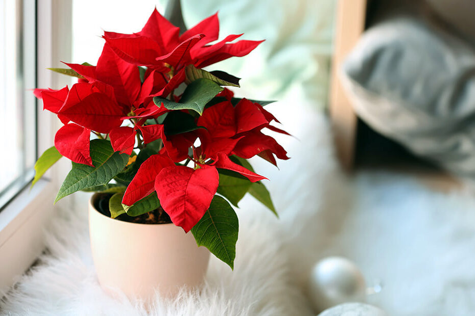 Dammann'S Garden Company – Can You Keep Poinsettias As Houseplants?